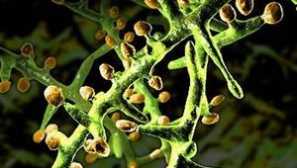 Легнали от кучето - началния етап, средата на болестта, фото